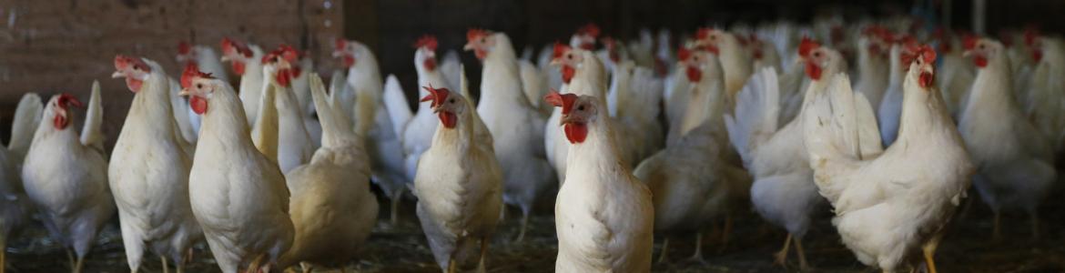 Varias gallinas Varias gallinas vivas sueltas
