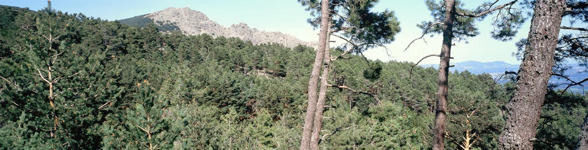 Pinar de Abantos en la Senda Los Tesoros de Abantos, en San Lorenzo de El Escorial Pinar de Abantos en la Senda Los Tesoros de Abantos, en San Lorenzo de El Escorial