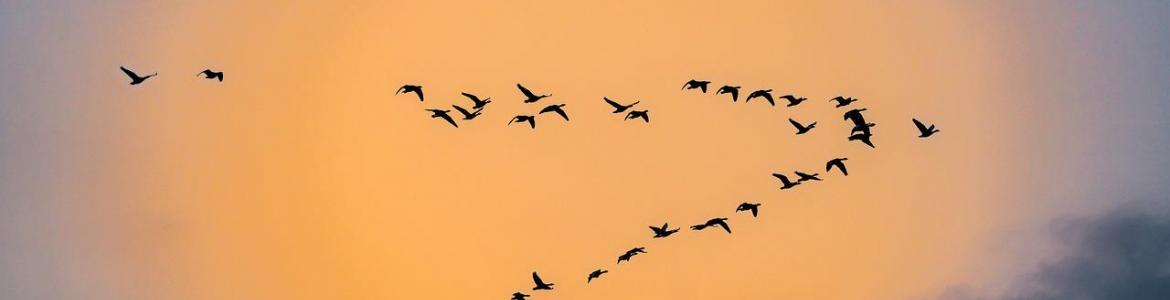 Aves migratorias Foto aves cielo