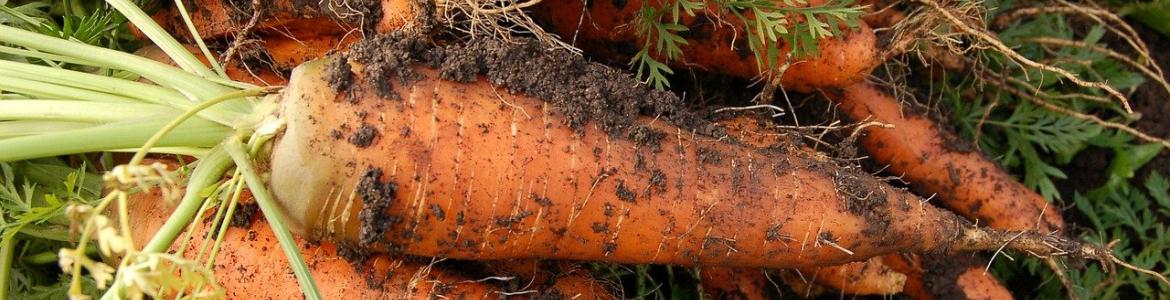 Zanahorias tierra