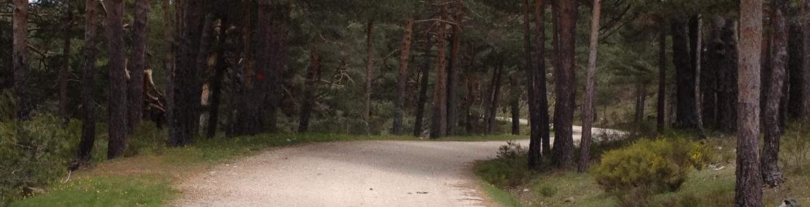 Camino forestal Camino forestal