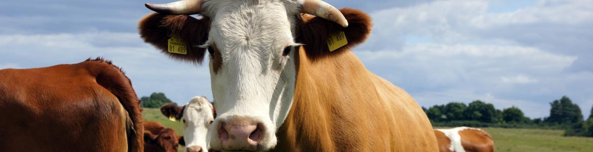 Vacas Vacas con crotal