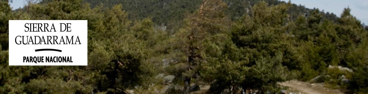 Pinar en La Peñota Pinar La Peñota