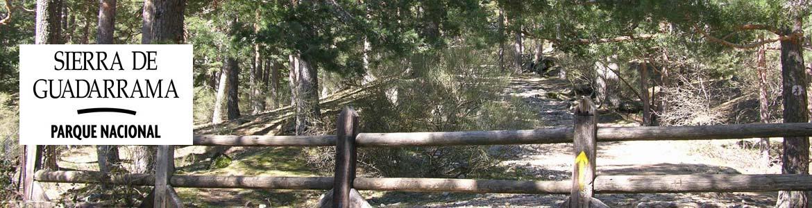 Vista de la senda por la Calzada borbónica, paisaje de pinares silvestres y barrera para control de acceso de vehículos Vista de la senda por la Calzada borbónica, paisaje de pinares silvestres y barrera para control de acceso de vehículos