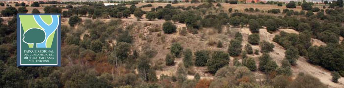 Encinares en la Senda de Villanueva de la Cañada a Brunete Encinares en la Senda de Villanueva de la Cañada a Brunete