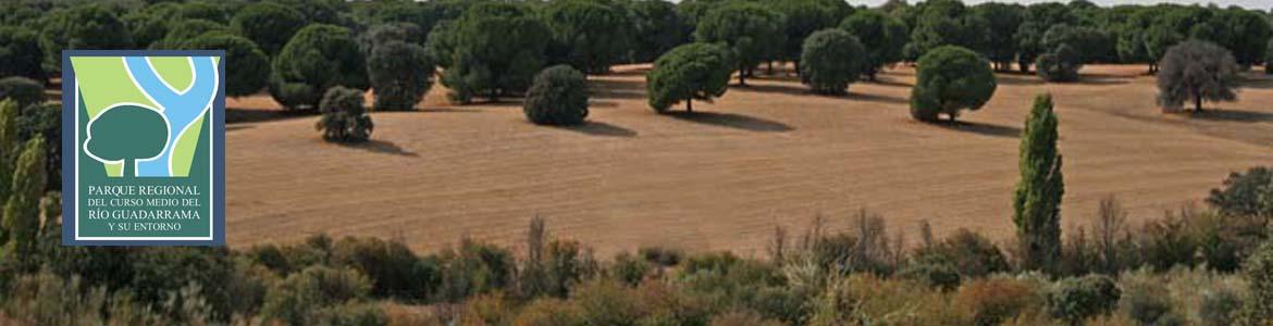 Paisaje de dehesas y pinares de pino piñonero en la Senda de Brunete al río Guadarrama Paisaje de dehesas y pinares de pino piñonero en la Senda de Brunete al río Guadarrama