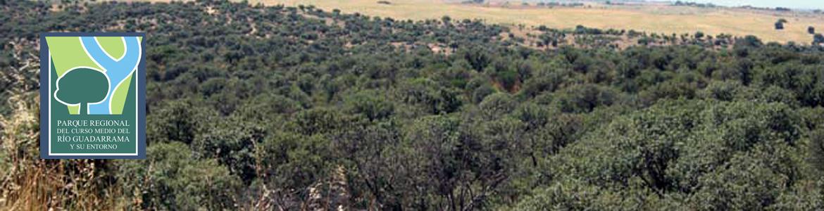 Encinares por la Senda circular de Batres Encinares por la Senda circular de Batres