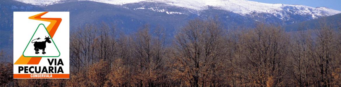 Ruta de los Robles por el Valle Medio del Lozoya (Descubre Tus Cañadas) Vista panorámica de robles sin hoja con montañas nevadas al fondo