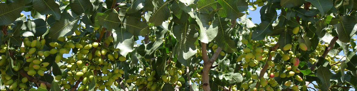 Pistacho Primer plano de frutos de un árbol de pistacho