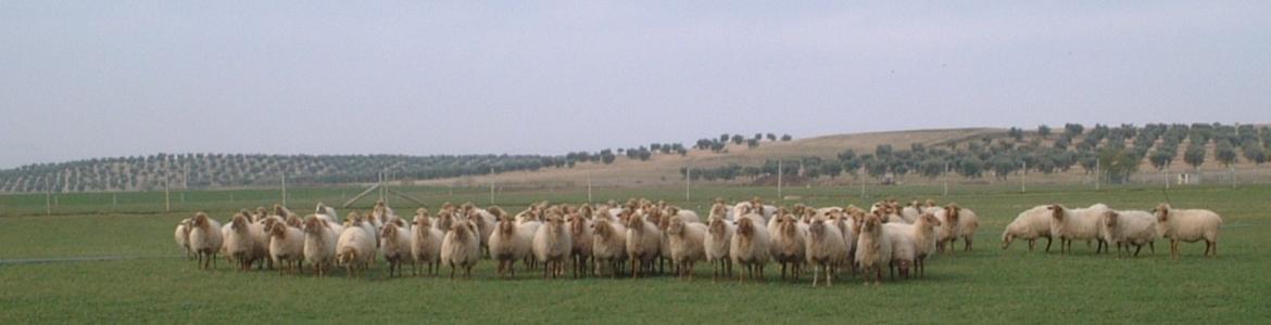 Ovejas en grupo en campo en la Chimenea