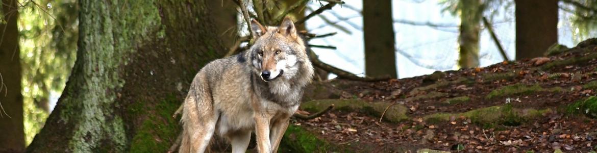 Lobo ibérico Foto lobo