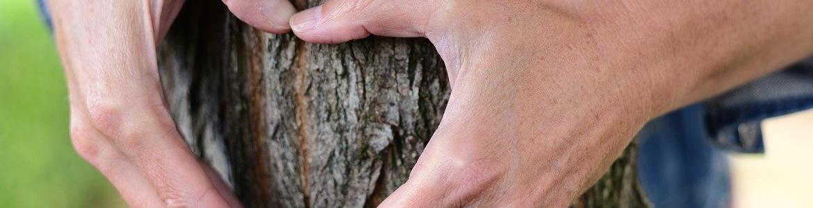 Naturaleza y salud Foto árbol corazón