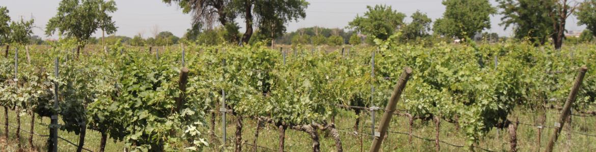 Vides El Encin campo de vides en espaldera en la finca El Encín