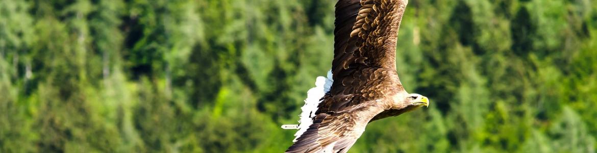 Foto Águila