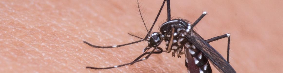 mosquito 