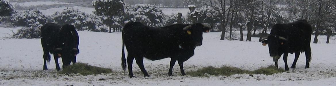 Ganado vacuno en el campo nevado
