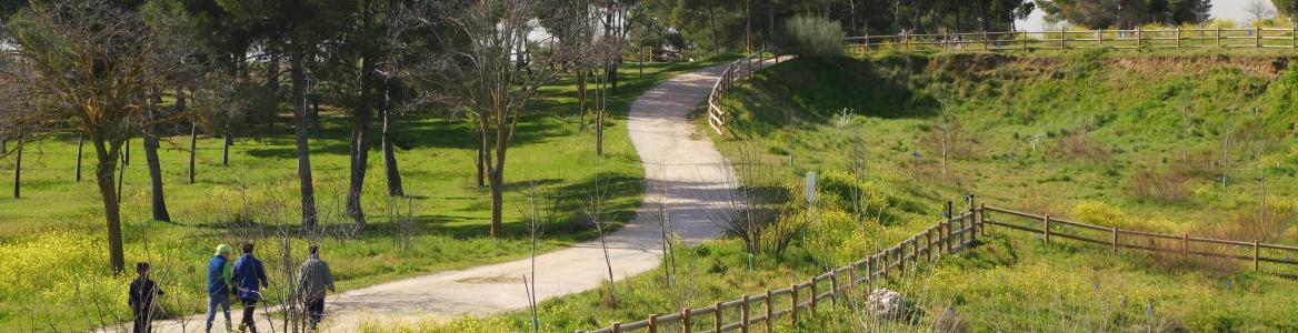 Sendero en Parque Forestal La Cantueña