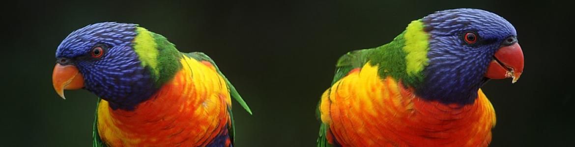 Imagen de dos Agapornis en un palo de una jaula