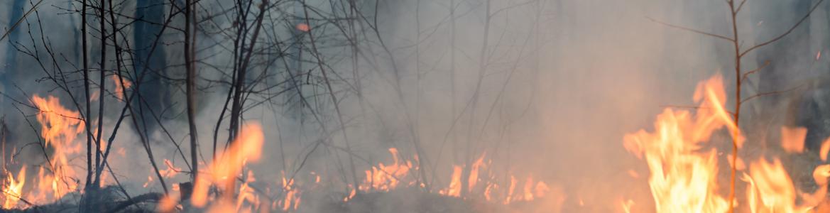 La Comunidad declara Zona de Actuación Urgente los terrenos afectados en el incendio de Cadalso de los Vidrios Bosque en llamas
