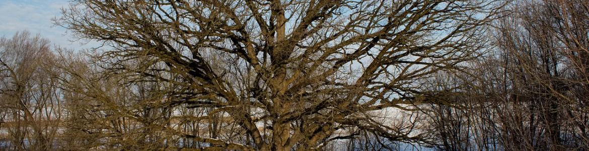 Foto árbol anciano