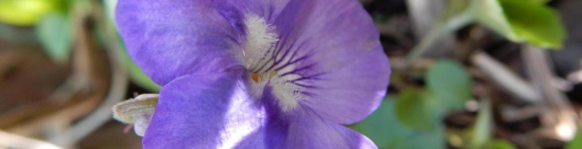 Imagen de una violeta