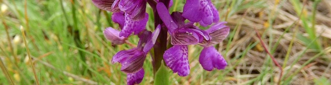 Imagen de orquídeas