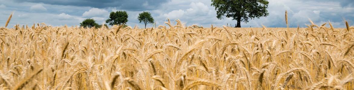 campo de trigo amarillo