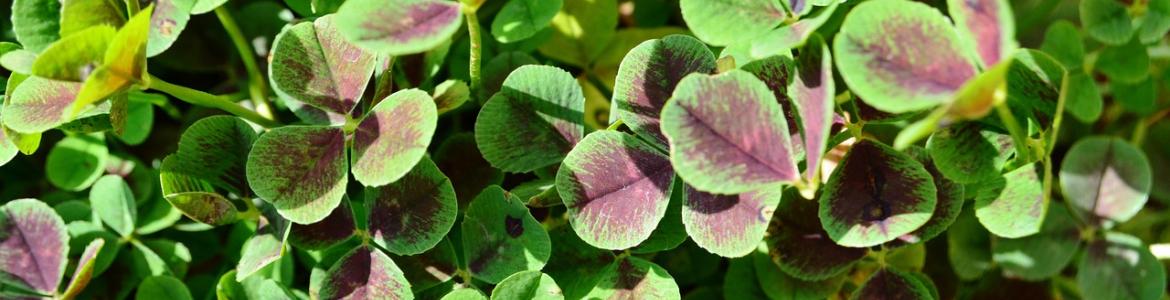 Planta tintórea Imagen decorativa