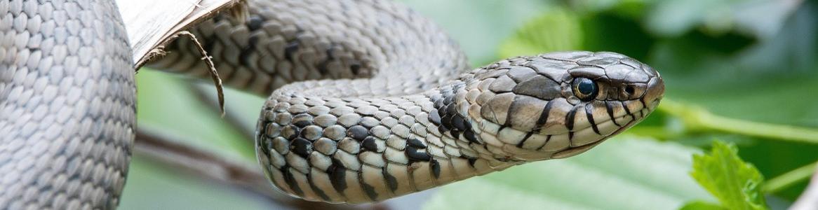 Culebra bastarda Imagen decorativa