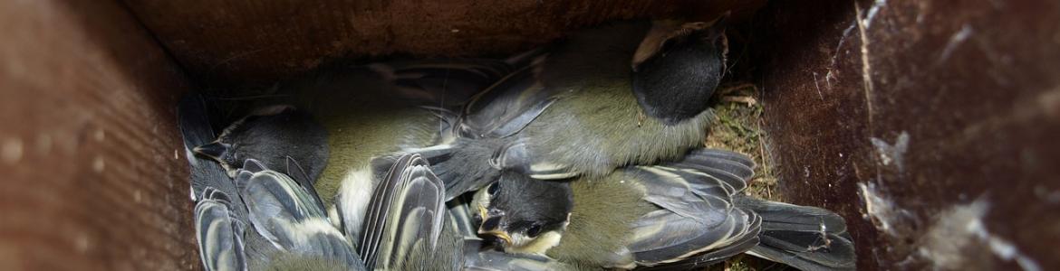 Crías de pájaro en caja nido