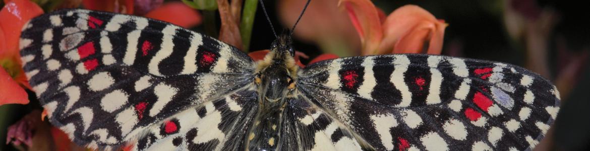 Mariposa Zerynthia rumina Mariposa Zerynthia rumina