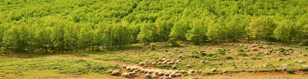 campo con ovejas