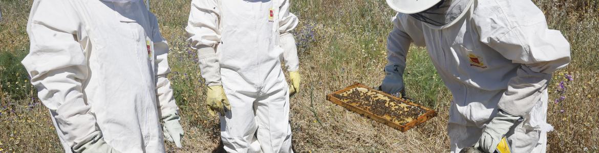 Novillo presenta la campaña #ProtegeALasAbejas El consejero Carlos Novillo en el Parque de Bomberos de Coslada