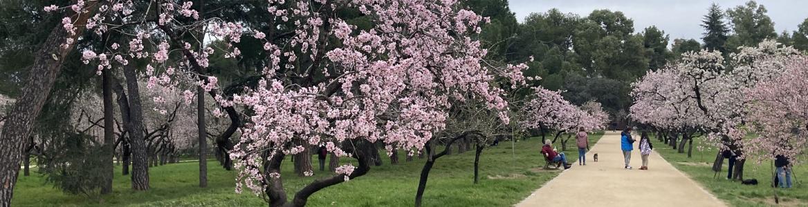 Almendros de la Quinta de los Molinos imagen de almendros en flor