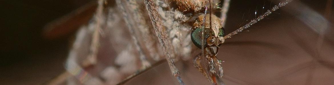 Mosquito Imagen macro de un mosquito Culex pipiens picando