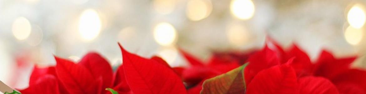 Planta ponsetia con fondo navideño