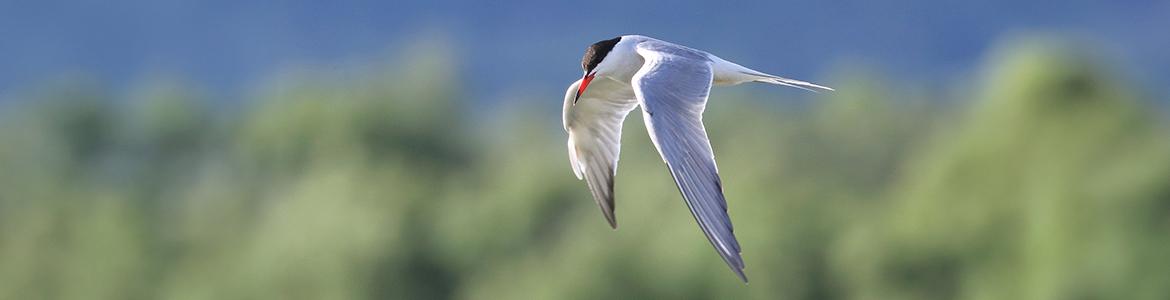 aves sierra