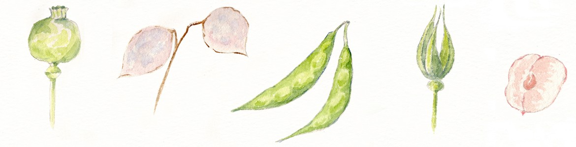 TALLER FRUTOS Y SEMILLAS