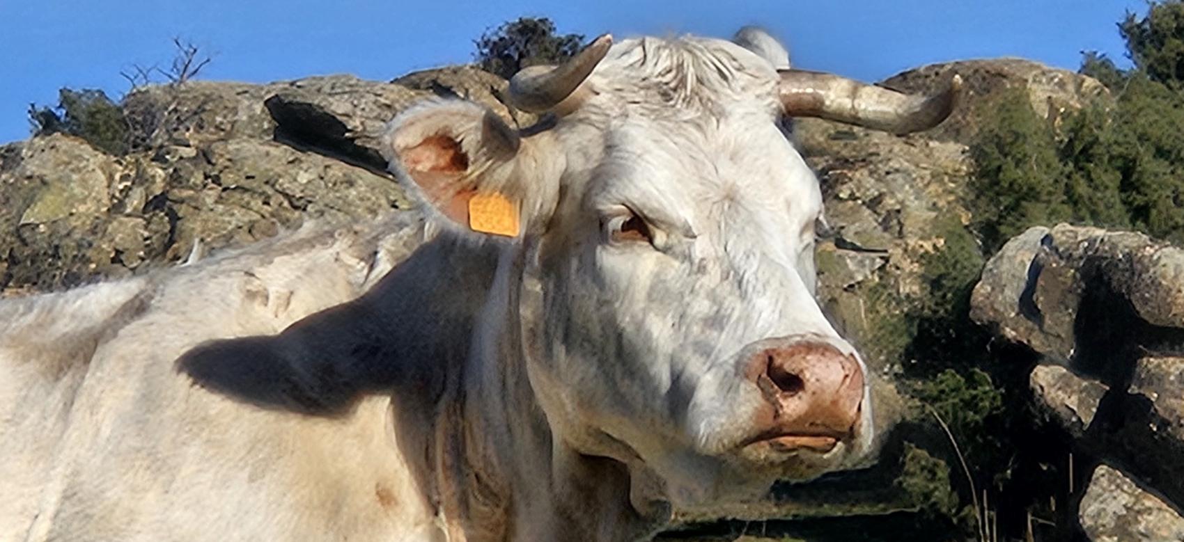 Primer plano de vaca