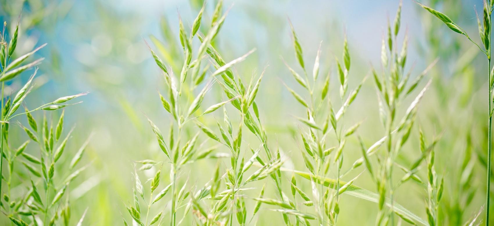 Gramíneas (Poaceae)