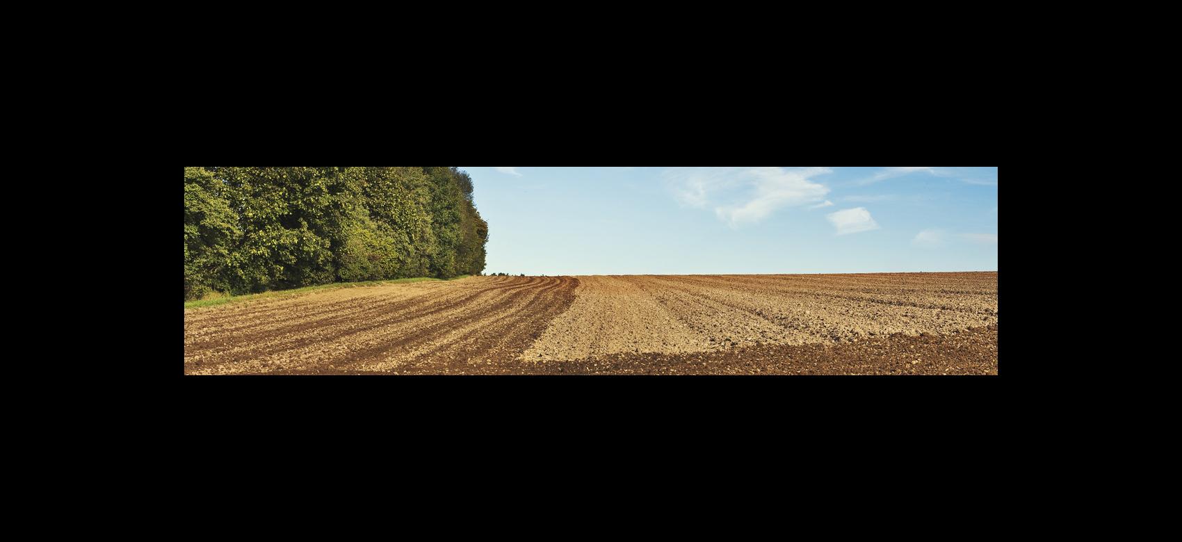 Imagen de un campo arado con árboles a un lado