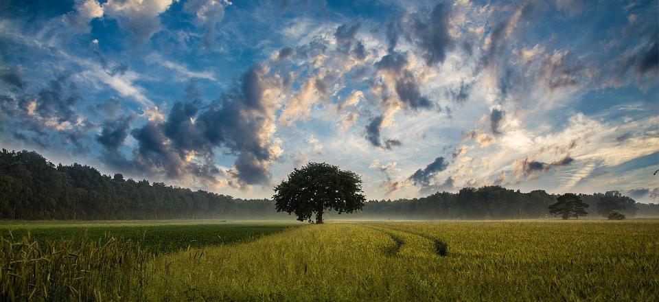 Campo de cultivo al atardecer