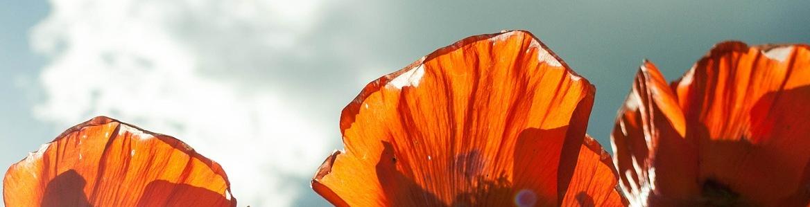 Calor Imagen al contraluz de unos tulipanes