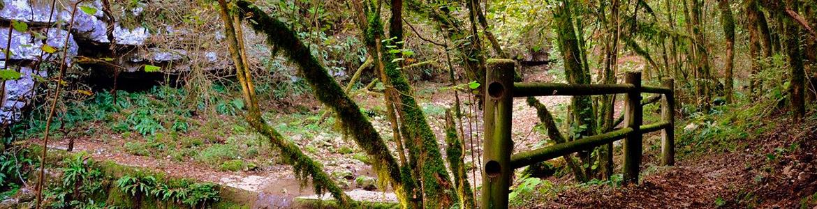 Rincón de bosque, con riachuelo