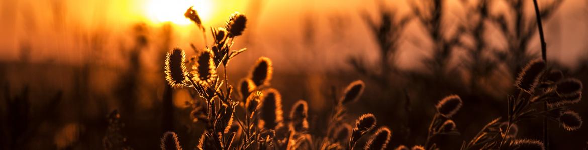 Silueta de unos cardos a contraluz de una puesta de sol