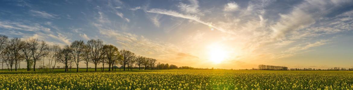Campo de flores Campo de flores al atardecer