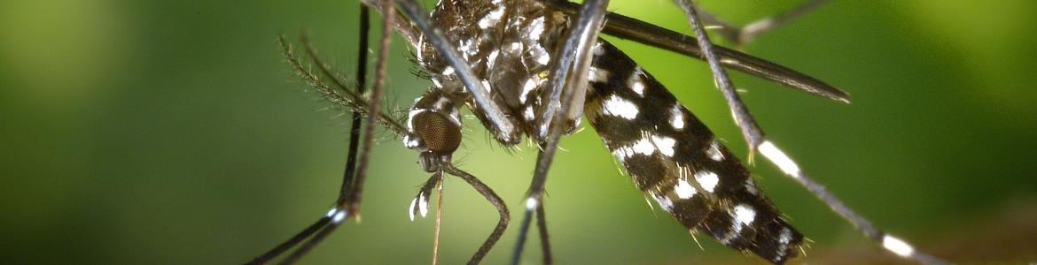Mosquito tigre Mosquito tigre picando a una persona