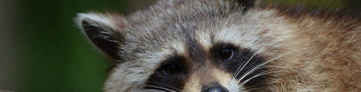 Fauna_Mapache Fauna_Mapache