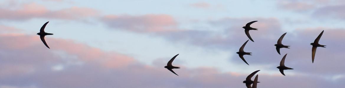 Grupo de vencejos volando sobre un cielo de verano