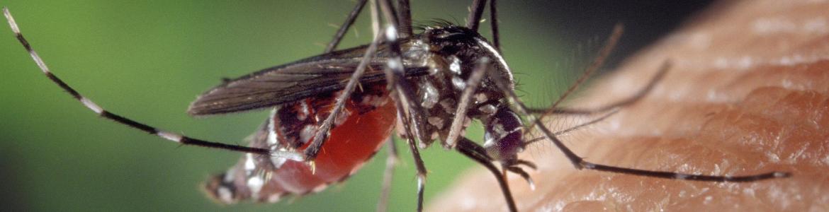 Mosquito tigre chupando sangre Imagen macro de un mosquito tigre chupando sangre